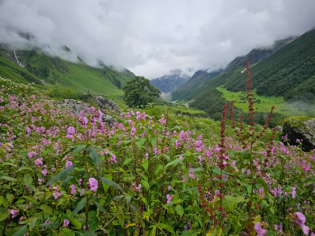 Valley of Flowers Trek Uttarakhand