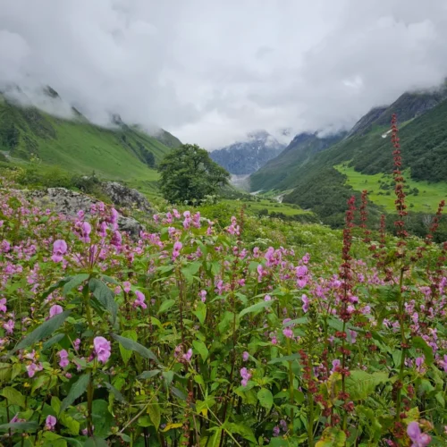 Valley of Flowers Trek Uttarakhand