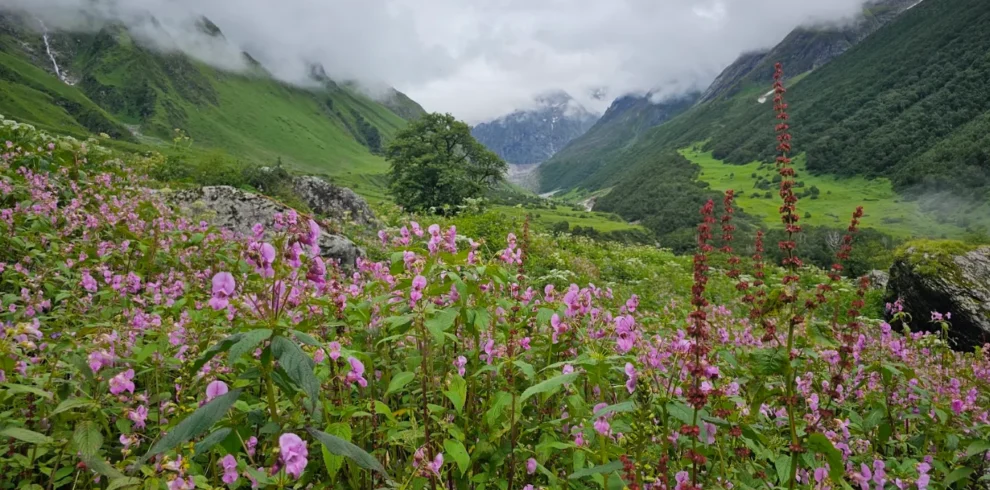 Valley of Flowers Trek Uttarakhand
